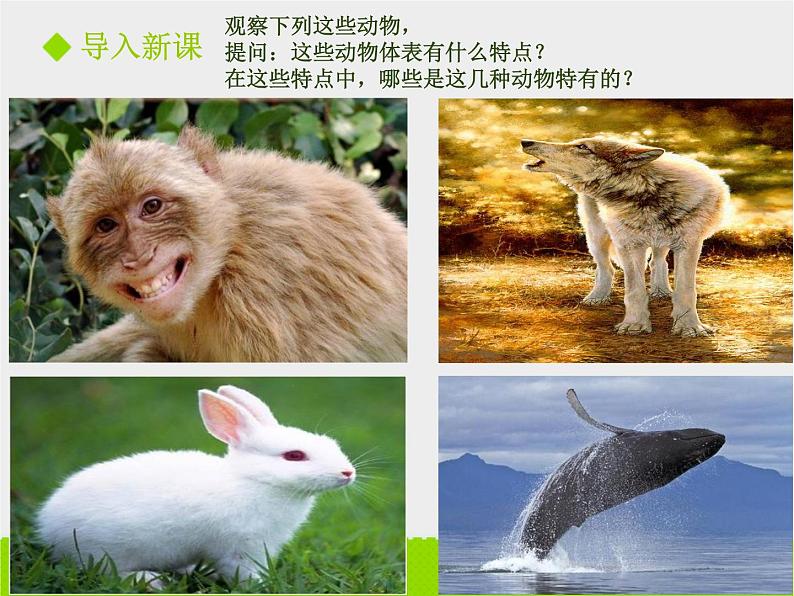 5.1.7 哺乳动物 课件2021——2022学年人教版生物八年级上册03