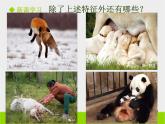 5.1.7 哺乳动物 课件2021——2022学年人教版生物八年级上册