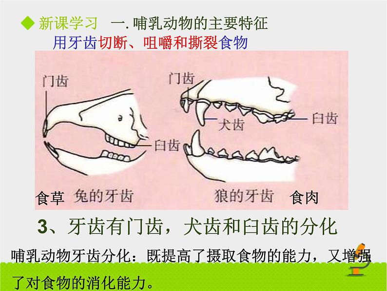 5.1.7 哺乳动物 课件2021——2022学年人教版生物八年级上册08