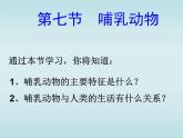 5.1.7 哺乳动物 课件  2021—2022学年人教版生物八年级上册