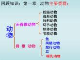 5.1.7 哺乳动物 课件  2021—2022学年人教版生物八年级上册
