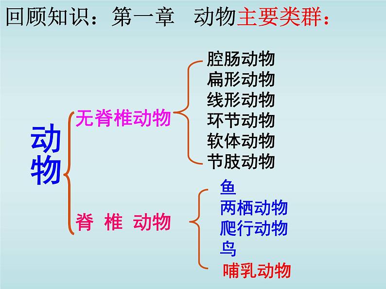 5.1.7 哺乳动物 课件  2021—2022学年人教版生物八年级上册02