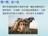 5.1.7 哺乳动物 课件  2021—2022学年人教版生物八年级上册