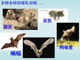 5.1.7 哺乳动物 课件  2021—2022学年人教版生物八年级上册
