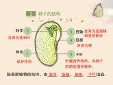 绿色开花植物的生殖和发育PPT课件免费下载