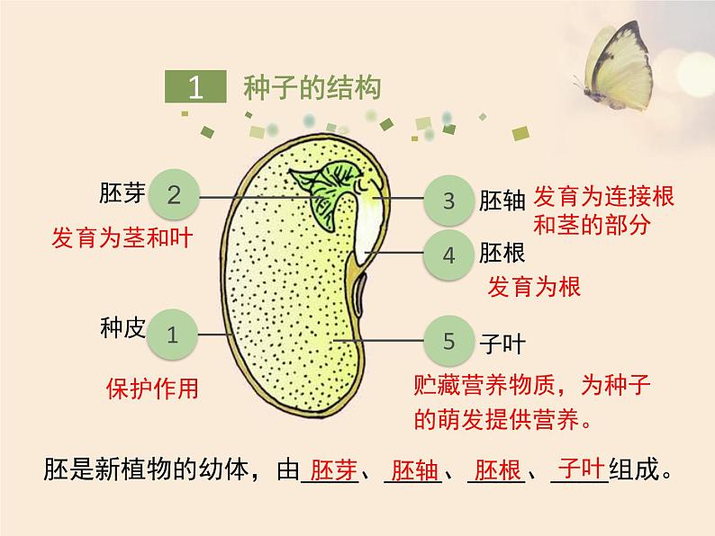 绿色开花植物的生殖和发育PPT课件免费下载05