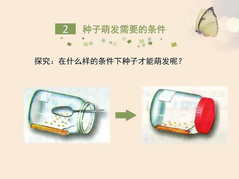 绿色开花植物的生殖和发育PPT课件免费下载07