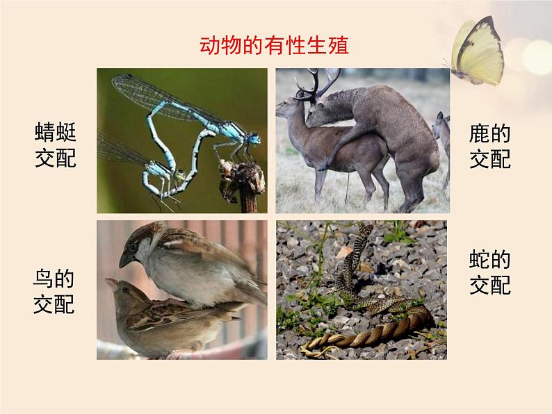 北京版八年级上册生物《生物生殖的多种方式》优教课件06