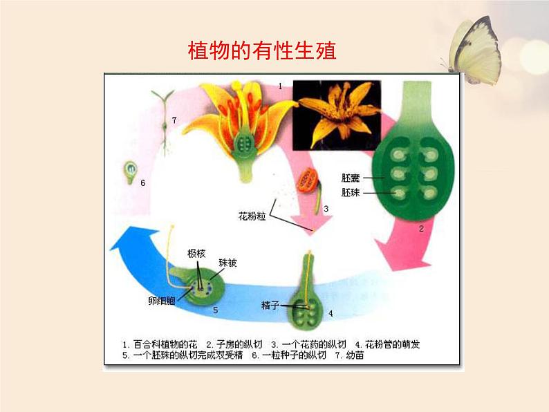 北京版八年级上册生物《生物生殖的多种方式》优教课件07