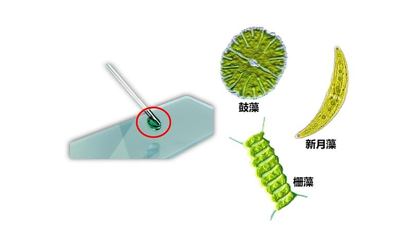 生物-课时--第一节藻类、苔藓和蕨类植物课件PPT03