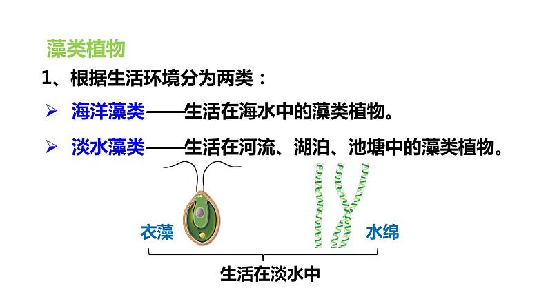 生物-课时--第一节藻类、苔藓和蕨类植物课件PPT06