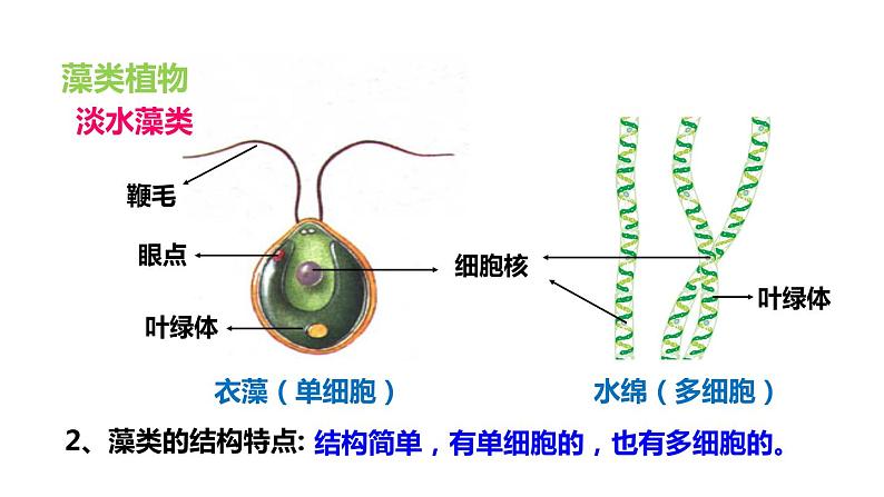 生物-课时--第一节藻类、苔藓和蕨类植物课件PPT07