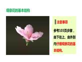 生物-课时--第三节开花和结果课件PPT