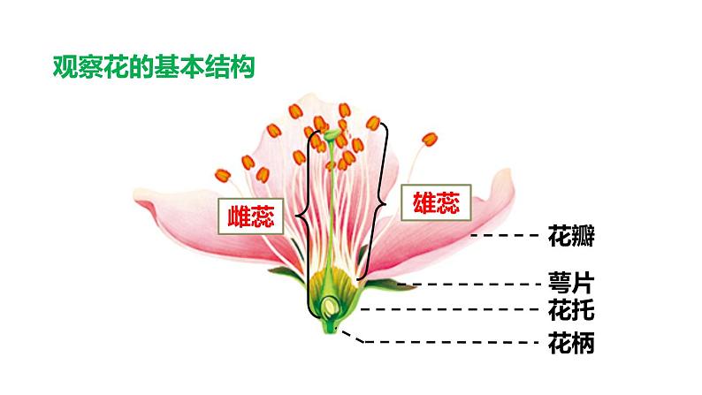 生物-课时--第三节开花和结果课件PPT第6页