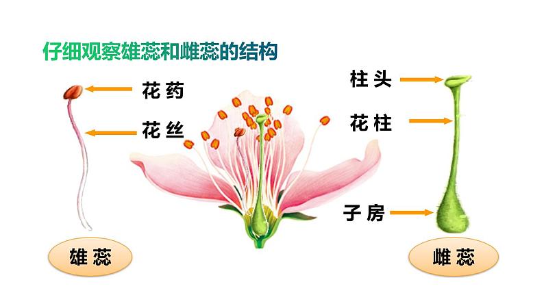 生物-课时--第三节开花和结果课件PPT第7页