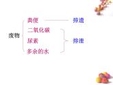 人体内废物的排出PPT课件免费下载