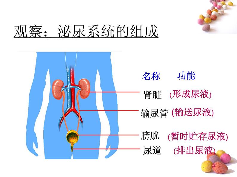人体内废物的排出PPT课件免费下载06