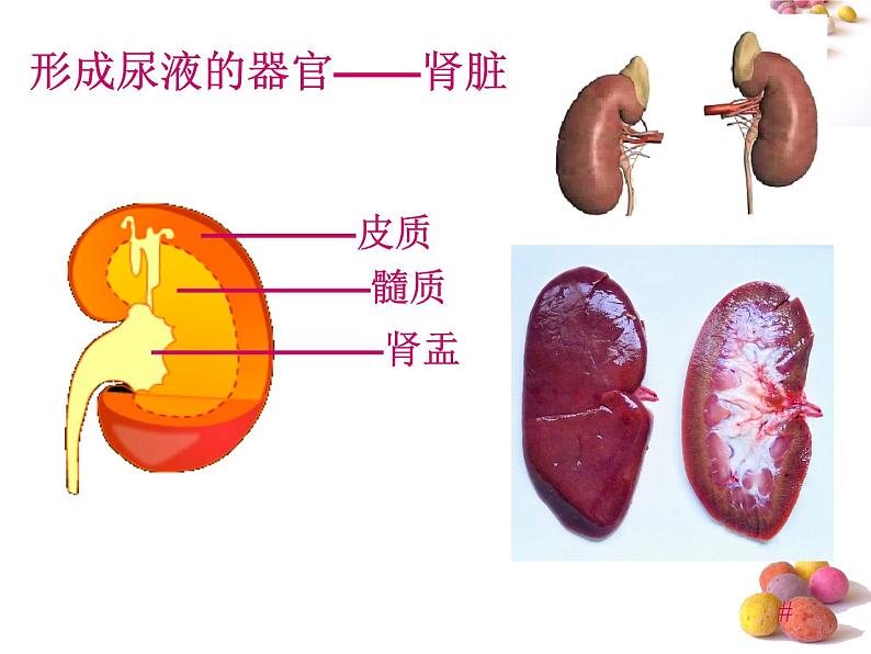 人体内废物的排出PPT课件免费下载07