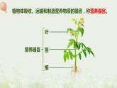 北师大版生物七年级上册课件6.2营养器官的生长