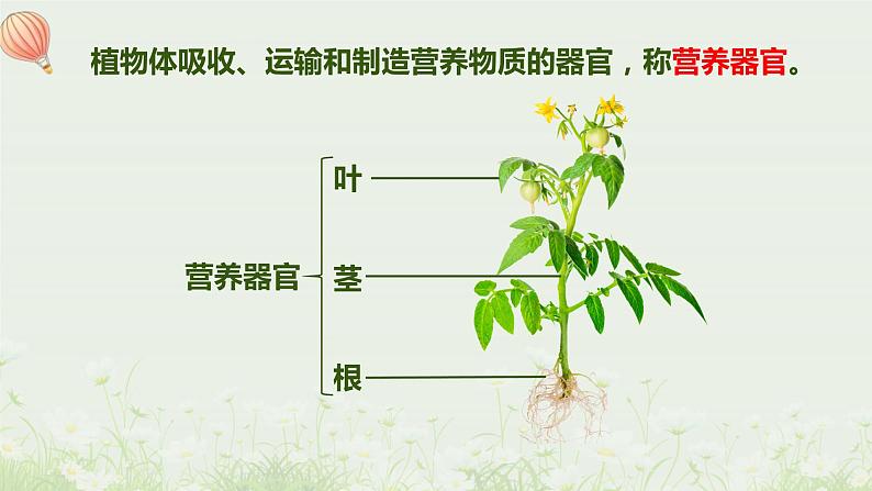 北师大版生物七年级上册课件6.2营养器官的生长03