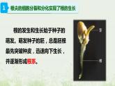 北师大版生物七年级上册课件6.2营养器官的生长