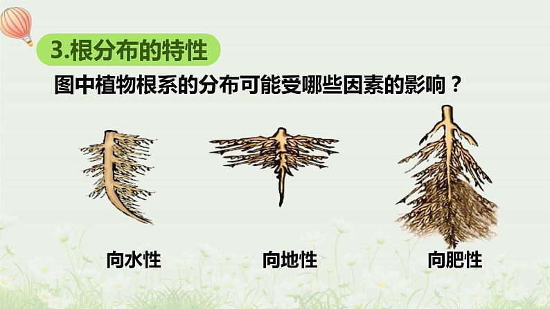 北师大版生物七年级上册课件6.2营养器官的生长07