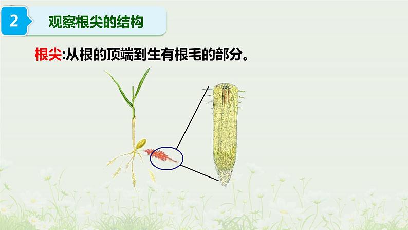 北师大版生物七年级上册课件6.2营养器官的生长08