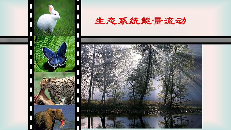 济南版生物八年级下册6.2.3能量流动和物质循环课件第1页