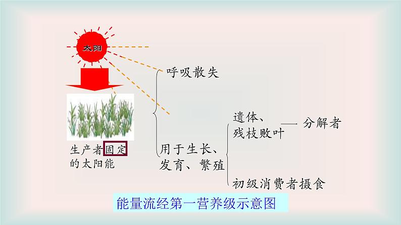 济南版生物八年级下册6.2.3能量流动和物质循环课件第8页
