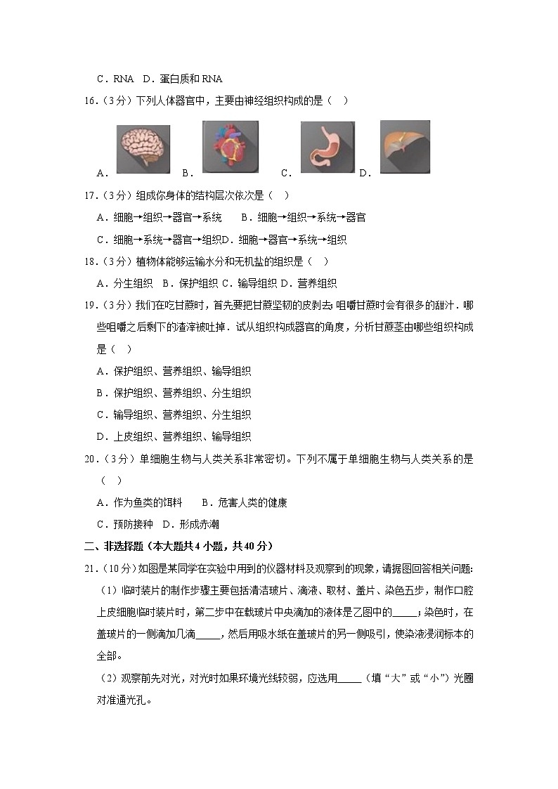 2018-2019学年安徽省池州市石台二中七年级（上）期中生物试卷  解析版第3页