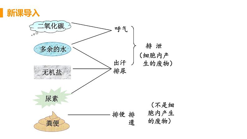 2021年初中生物人教版七年级下册  第五章  人体内废物的排出  课件第5页