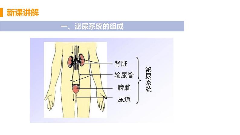 2021年初中生物人教版七年级下册  第五章  人体内废物的排出  课件第6页