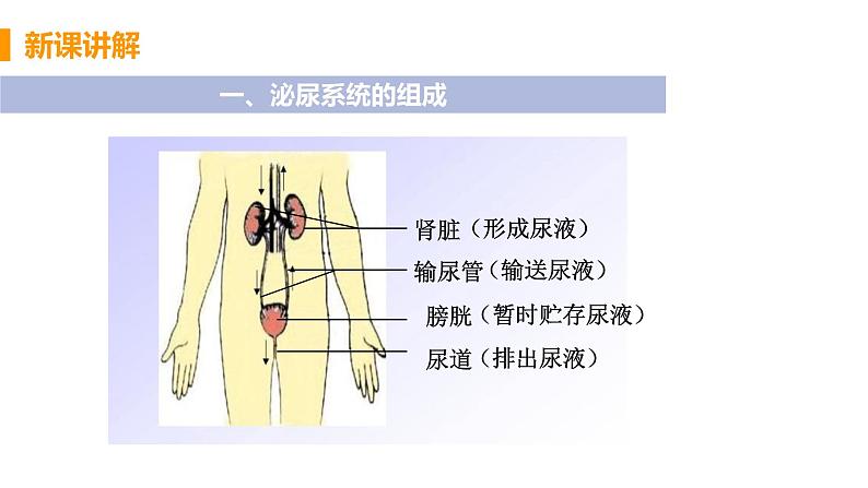 2021年初中生物人教版七年级下册  第五章  人体内废物的排出  课件第7页