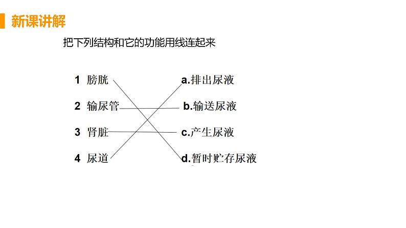 2021年初中生物人教版七年级下册  第五章  人体内废物的排出  课件第8页