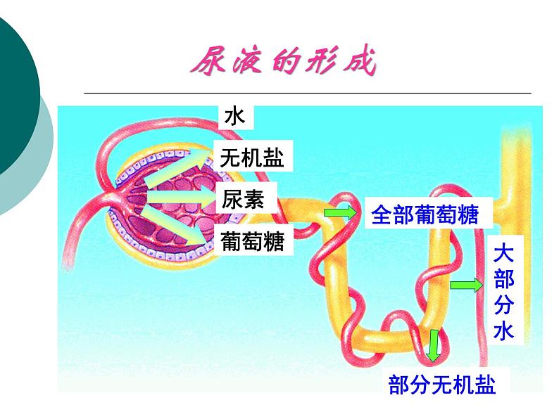 苏科版生物八年级上册6.15.2人体内废物的排出课件第6页