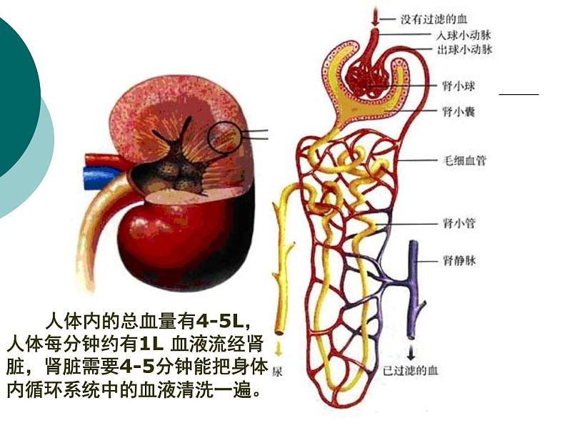 苏科版生物八年级上册6.15.2人体内废物的排出课件第8页