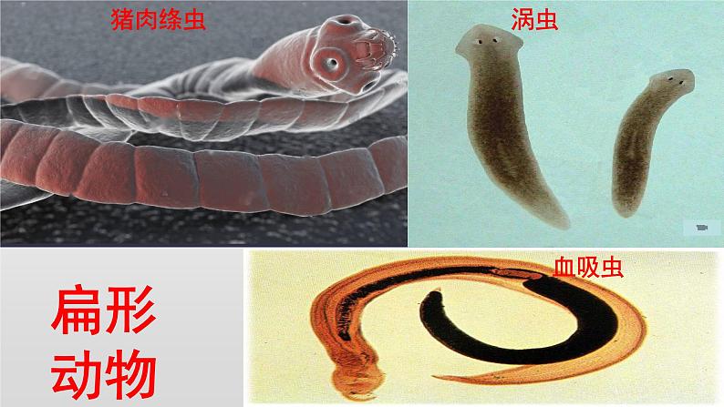 八年级生物-【开学第一课】2021年初中秋季开学指南之爱上生物课（全国通用）课件PPT07