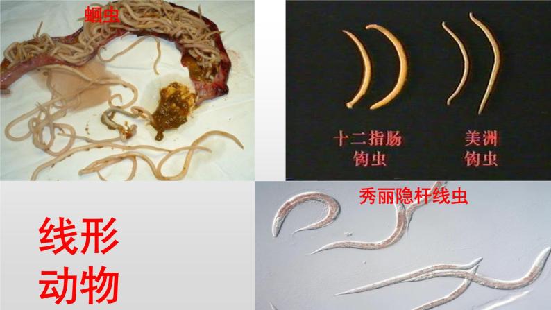 八年级生物-【开学第一课】2021年初中秋季开学指南之爱上生物课（全国通用）课件PPT08