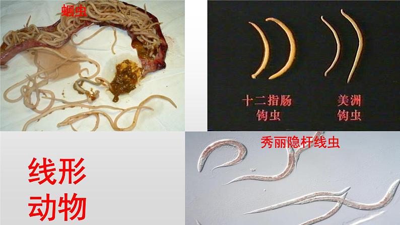 八年级生物-【开学第一课】2021年初中秋季开学指南之爱上生物课（全国通用）课件PPT08