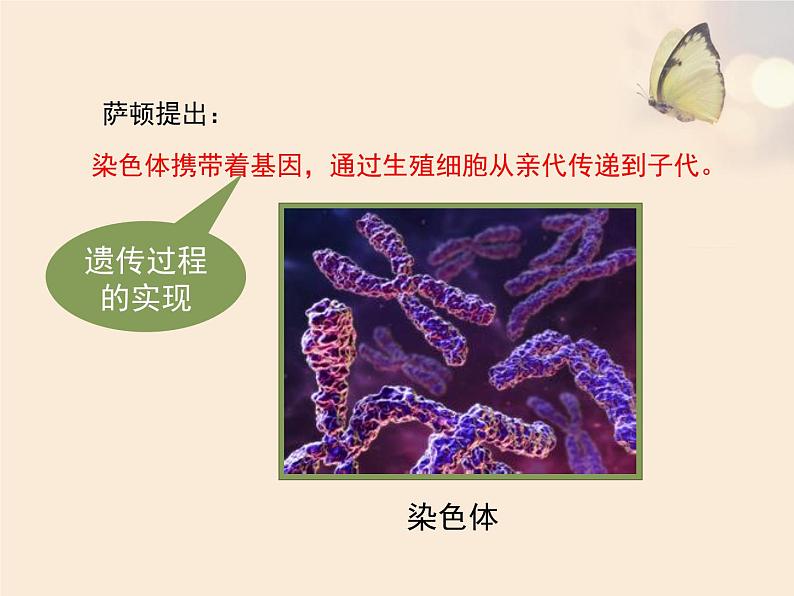 生物的性状的遗传PPT课件免费下载07