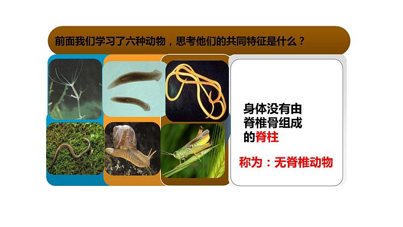 人教版生物八年级上册5.1.4《鱼》课件03