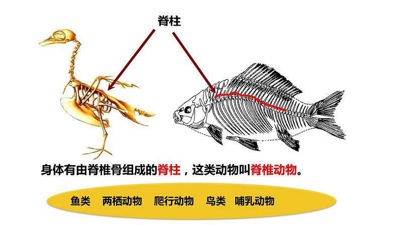 人教版生物八年级上册5.1.4《鱼》课件04