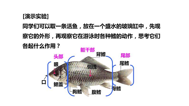 人教版生物八年级上册5.1.4《鱼》课件08