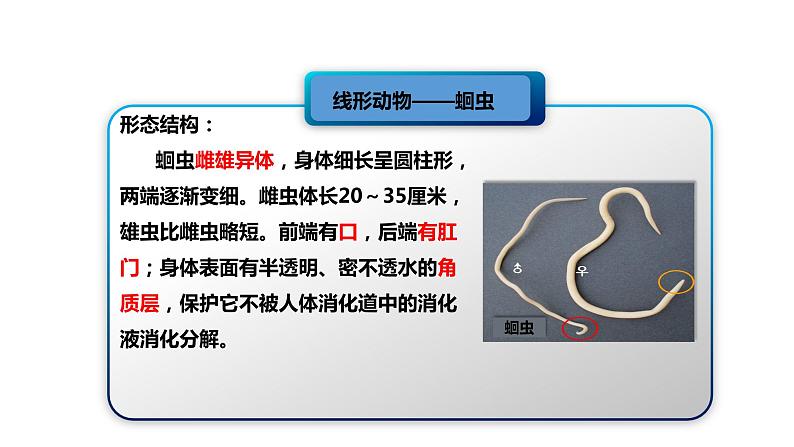 人教版生物八年级上册5.1.2《线形动物和环节动物》课件03