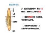 人教版生物八年级上册5.1.2《线形动物和环节动物》课件