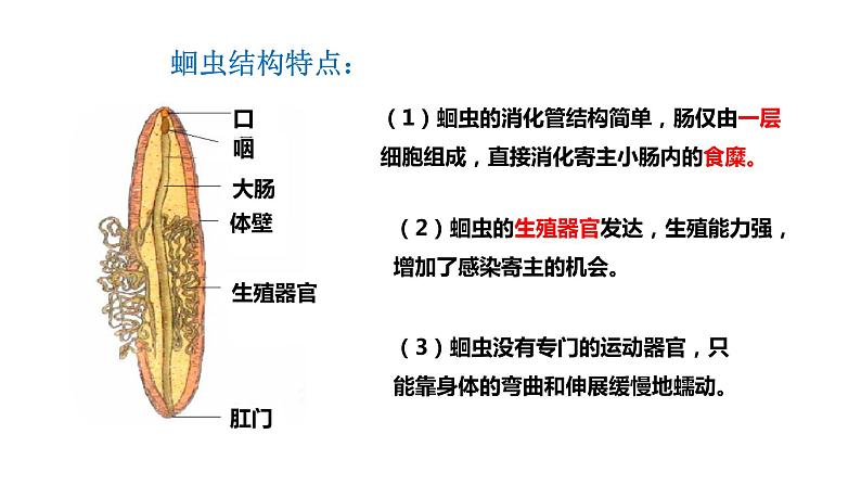 人教版生物八年级上册5.1.2《线形动物和环节动物》课件04