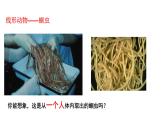 人教版生物八年级上册5.1.2《线形动物和环节动物》课件