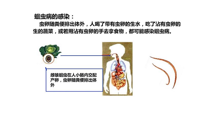 人教版生物八年级上册5.1.2《线形动物和环节动物》课件06