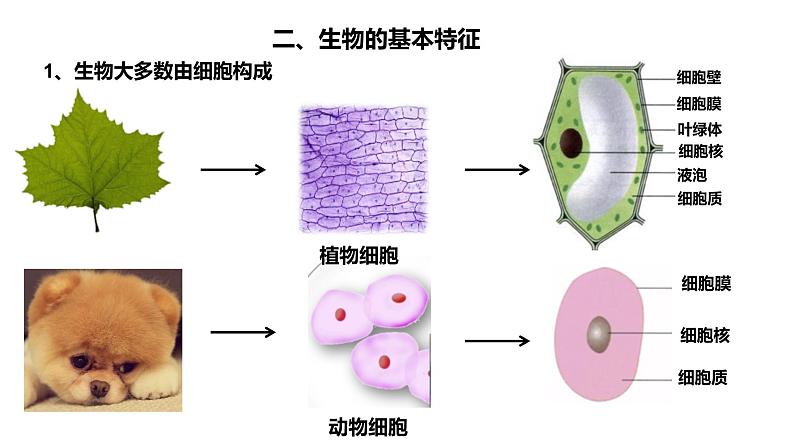 2020-2021七年级生物上册 第一章第1节生物与生物学课件PPT第5页