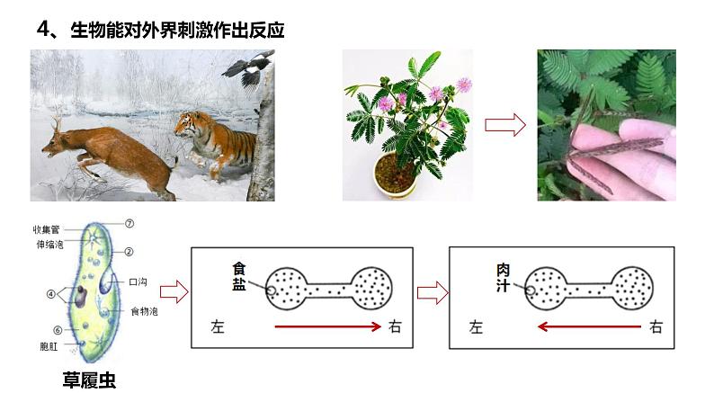 2020-2021七年级生物上册 第一章第1节生物与生物学课件PPT第8页